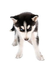 siberian husky puppy