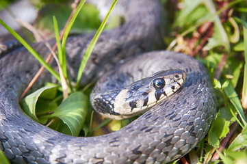 snake