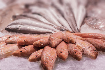 Fresh sea fish, which are sold on the market