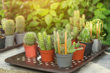 small cactus in a pot on tray with sunshine background, Vintage style
