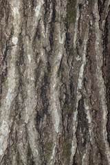 Oak tree bark