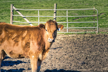 Portrait of a steer on a farm