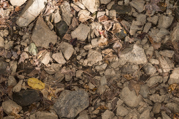 River rock and leaves