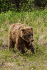 Fototapeta na wymiar Wild Yukon Grizzly 