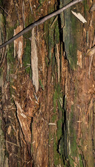 Rotting wood stump