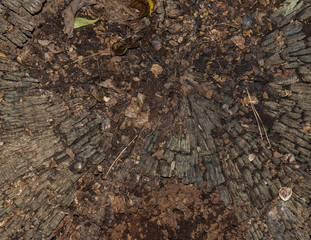 Rotting tree stump