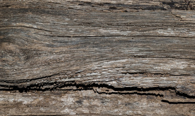 Rotting wood plank