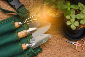 Obraz na płótnie Canvas Mini gardening tools with plant on the wooden table with sunshine background