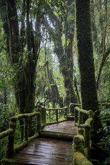 Beautiful rain forest at nature trails Ang Ka Doi Inthanon,Chiangmai in Thailand