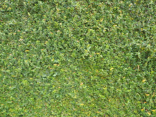 Grass wall