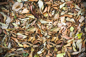Dry leafs