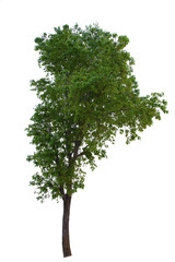 Obraz premium Tree isolated on white