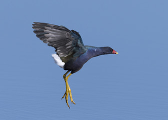 Purple Gallinule