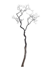 Dead tree isolated on white background