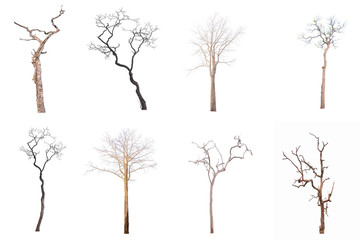 ollection of isolated tree on white background