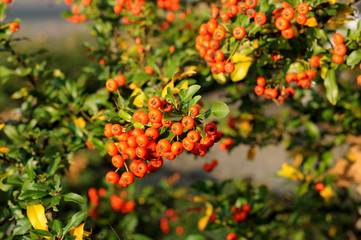leuchtend rote Früchte eines Feuerdorns