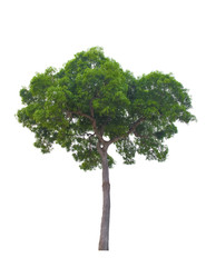 Fototapeta na wymiar Tree isolated on white