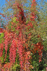 Wein mit roten Blättern überwuchert einen Baum