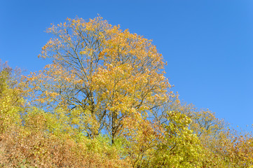 Fototapeta premium autumn colored trees in the park