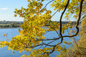 autumn colored trees in the park