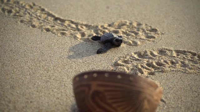 newborn turtle walking on sand, close-up turtle and trail on sand,  turtle  sanctuary hatchery located on the beach