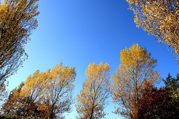 Autumn of the park in Sapporo