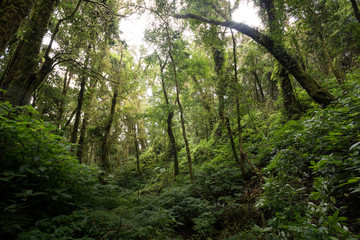 Fototapeta premium evergreen forest on the slopes of the mountains at doiinthanon national park, Thailand