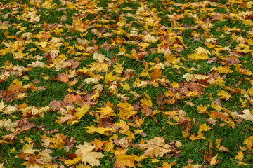 autumn colored tree leaves background pattern in sunny park