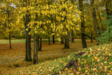autumn colored tree leaves background pattern in sunny park
