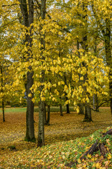 autumn colored tree leaves background pattern in sunny park