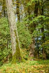 autumn colored trees in the park