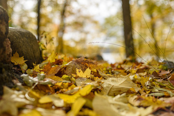 autumn colored tree leaves background pattern in sunny park