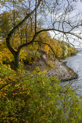 autumn colored tree leaves background pattern by the river