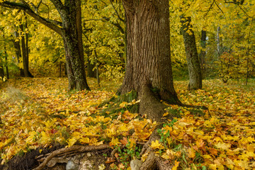 autumn colored trees in the park