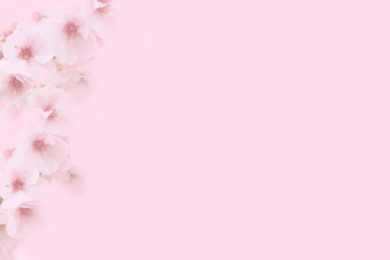 Apricot blossom background