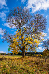 Obraz premium mountain summer landscape. pine trees near meadow and forest on hillside under the sunset