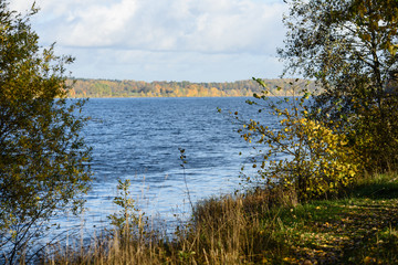 autumn colored tree leaves background pattern by the river