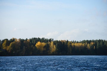 autumn colored tree leaves background pattern by the river