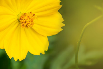 Beautiful wild flowers  background