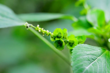 seeds on tree