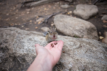 a Chipmunk eats a nut in a forest in the taiga.
