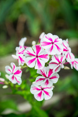 Blooming phlox 