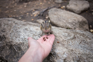 a Chipmunk eats a nut in a forest in the taiga.