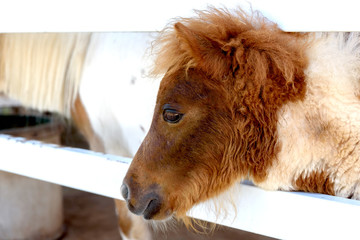 Tiny horse head portrait in farm