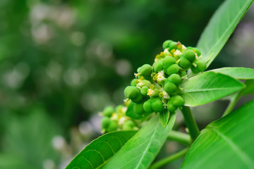 seeds on tree