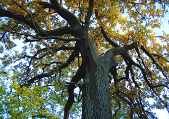 Old oak with a powerful trunk at an autumn day. Low shooting point
