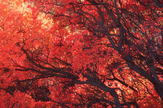 Thunberg berberry wild tree in autumn