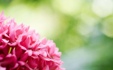 Pink and green nature background shallow DoF with copy space,  macro of Ixora flower or Pink spike flower or  Rubiaceae flower or Ixora coccinea flower in the green garden