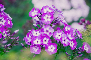 Blooming phlox "Gereford" in the garden. Shallow depth of fielod.