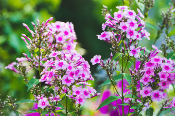 Blooming phlox "Flamingo" in the garden. Shallow depth of fielod. © maxandrew